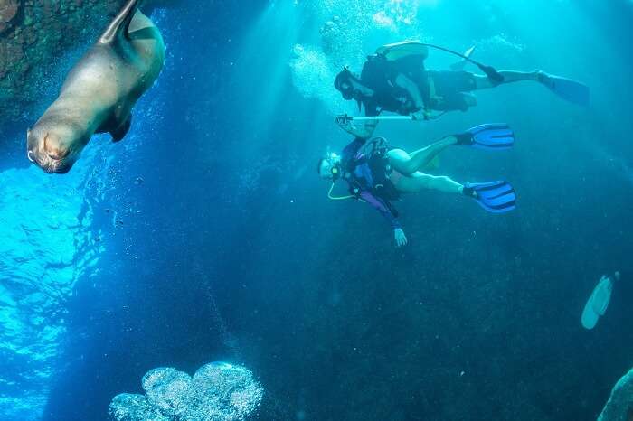 A couple snorkels around a sea lion puppy at the waters of Galápagos