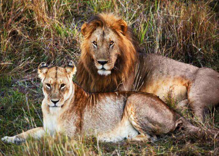 Visit the Gir National Park in Gujarat & spot lions!