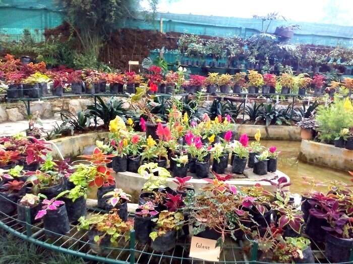 Variety of Flowers in Flower Exhibition