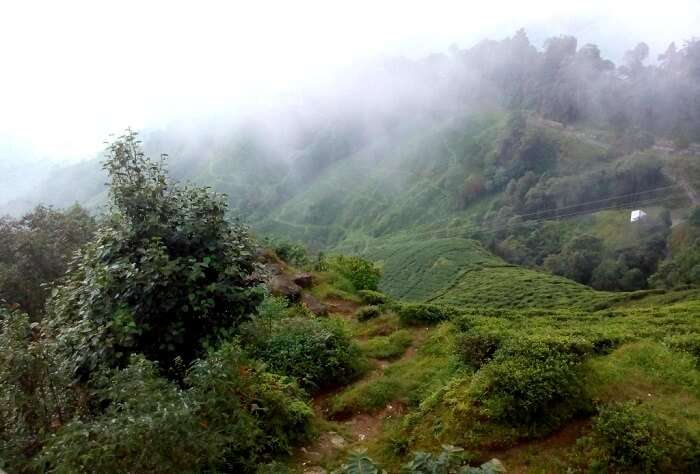 Mist covered hills of Darjeeling