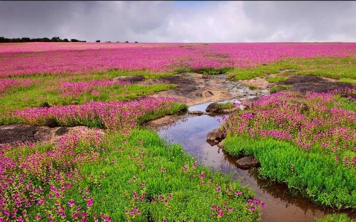  Colorful flowers in Kaas Plateau 