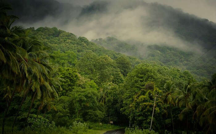 The misty roads of Nelliyampathy