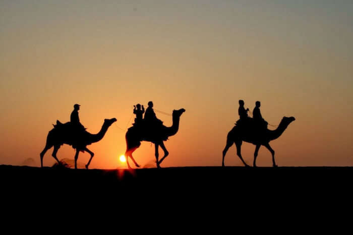 Travelers enjoying camel safari at the time of sunset