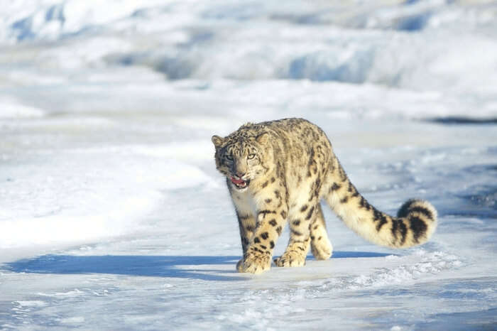 A snow leopard patrolling the Hemis National Park area