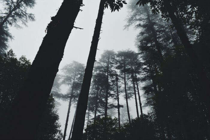 The tall coniferous trees of Eco Park