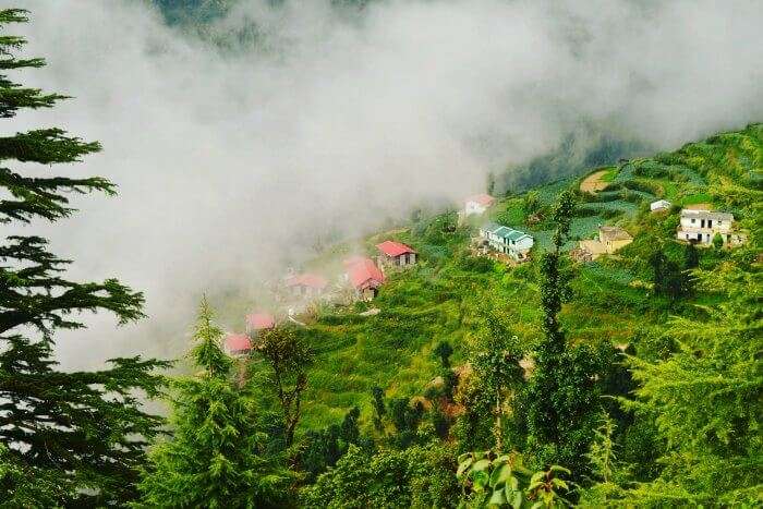 A view of the terrace farms in Dhanaulti