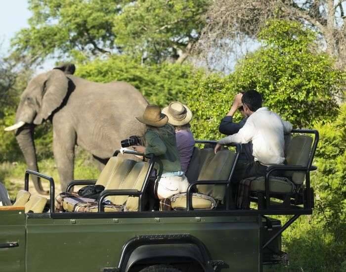 Side view of a group of tourists on safari watching elephant