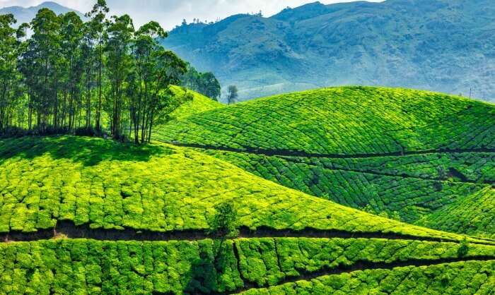 munnar tea estates