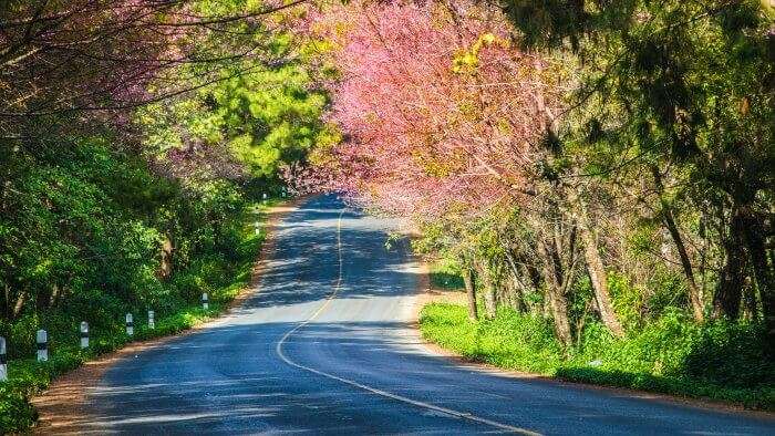 The smooth road to Thailand filled with colourful flowers and forests