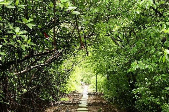 A pathway through the dense trees at the Salim Ali Bird Sanctuary