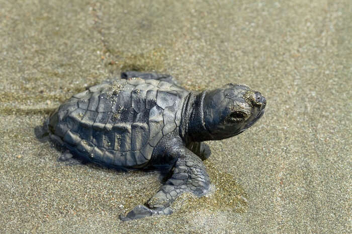 A young Olive Ridley turtle making it's way to the ocean