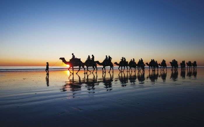 Camels in Cable Beach