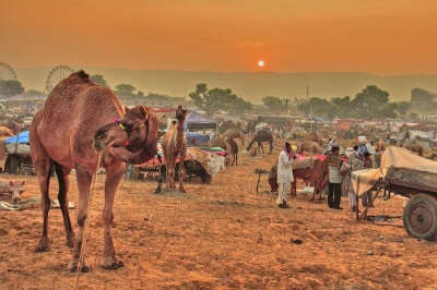 People gather in Pushkar to attend one of the most popular fairs and festivals in Rajasthan