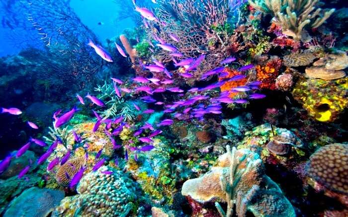 A colorful seabed with different corals and fishes