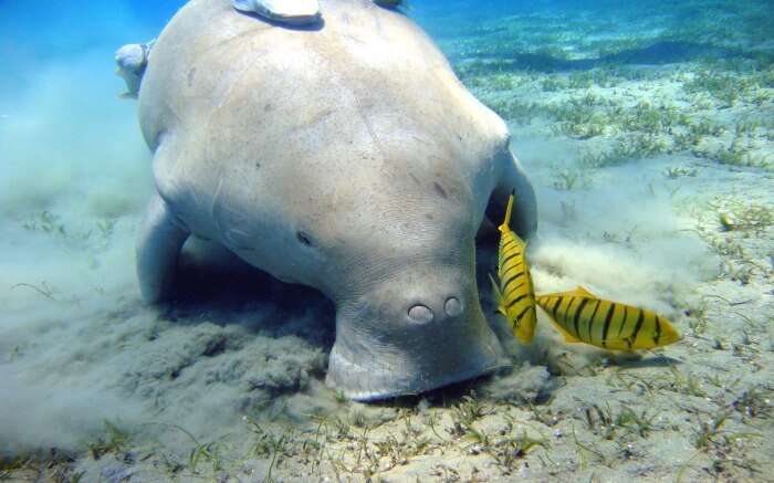 A dugong with fishes 