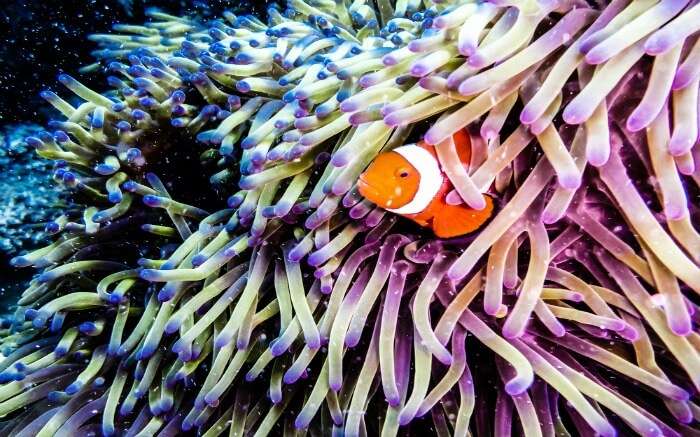 Clown fish spotted in the Great Barrier Reef