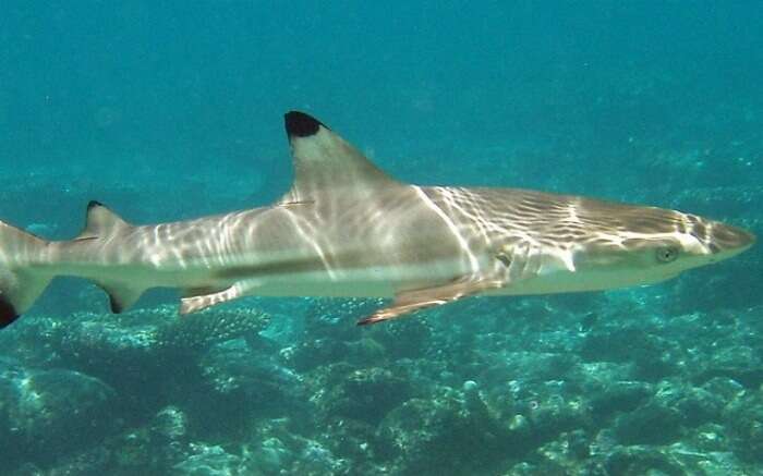 A picture of reef shark in her natural environs