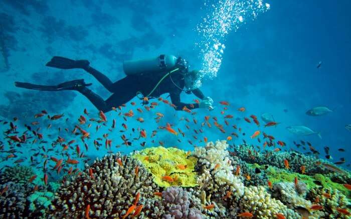 A diver exploring marine world 