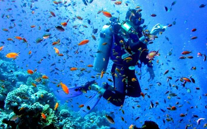 A scuba diver enjoying with school of fishes