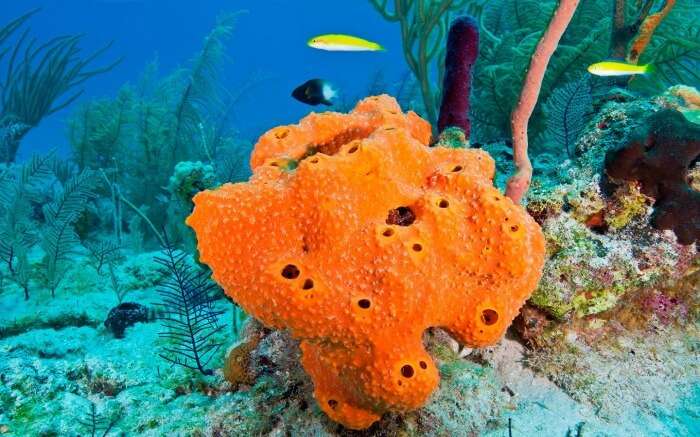 Fishes swimming near an orange sea sponge