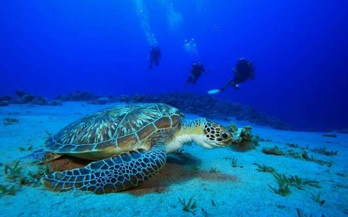 Scuba divers swimming near a sea turtle 