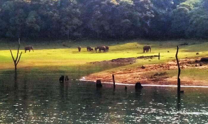 elephants in periyar national park