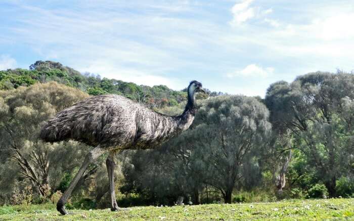 Australian Emu at Tower Hill Wildlife Reserve