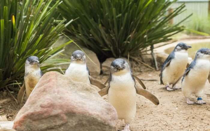 Blue penguins spotted in Phillip Island