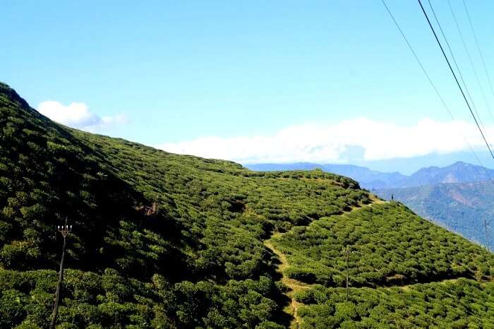 Lush green landscape in Darjeeling