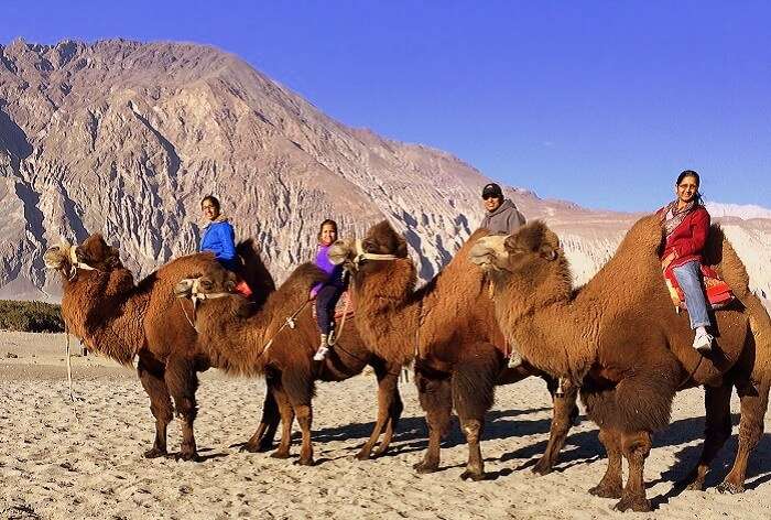 Manish and his family ride the Double Hump Camel in Hunder 