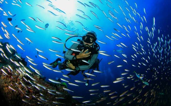A diver with school of fishes exploring the sea 
