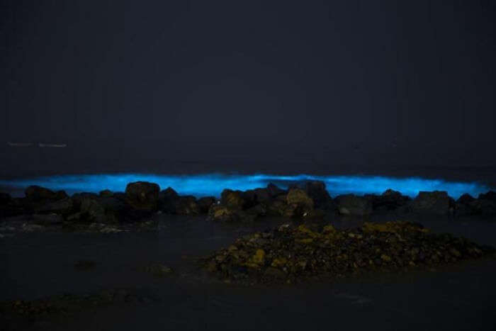 bioluminescence phenomenon witnesses in juhu beach in mumbai