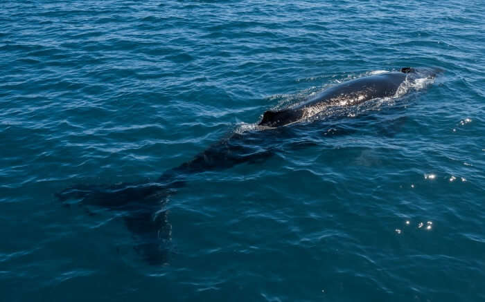 Humpback whale swimming in West Australia