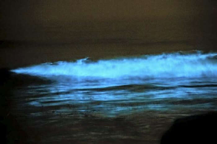 bioluminescence lights up juhu beach in mumbai