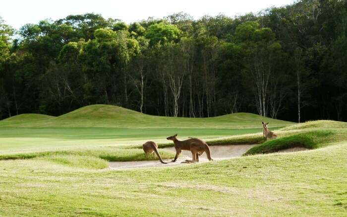  Kangaroos playing around in a golf course 