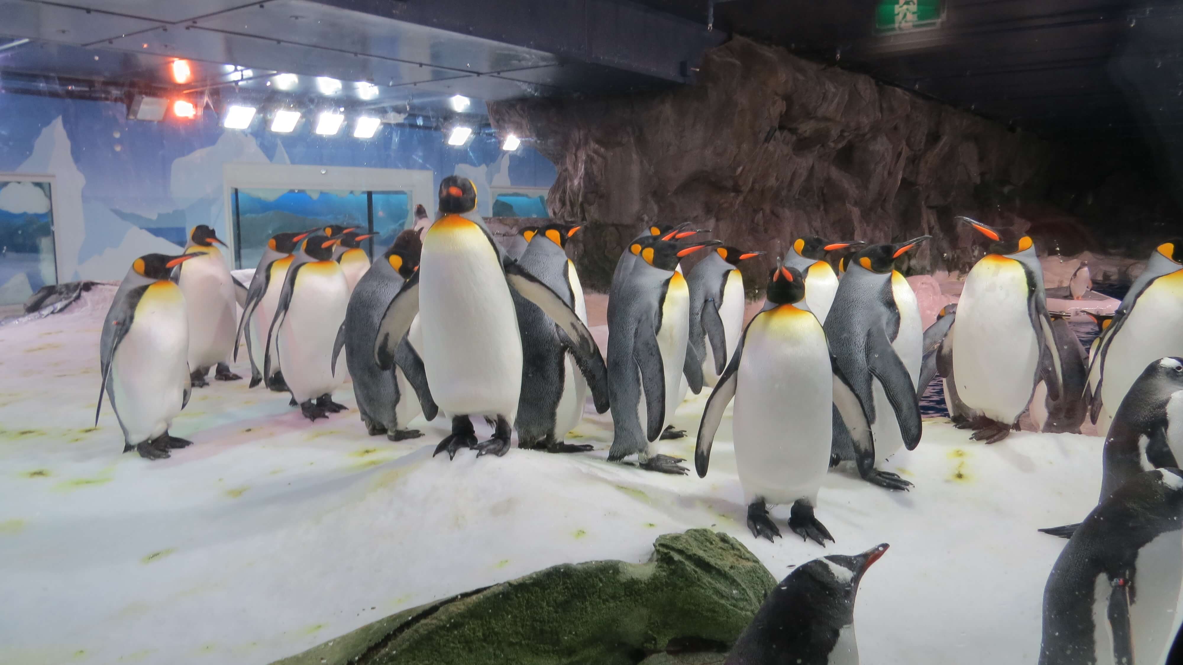 Penguins in Kelly Tarlton’s Sea Life Aquarium 