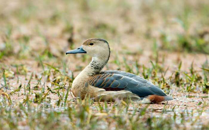 Wild duck in Keoladeo National Park