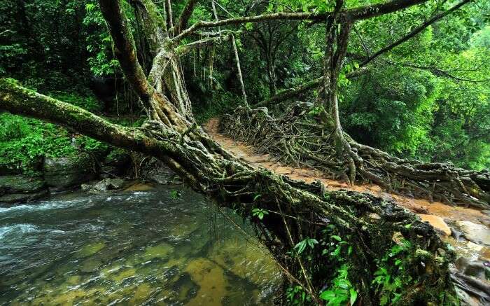 Living Root bridges near the Mawlynnong Village