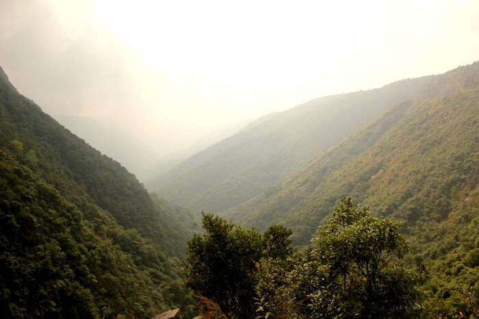 Dense forest in East Khasi Hills region