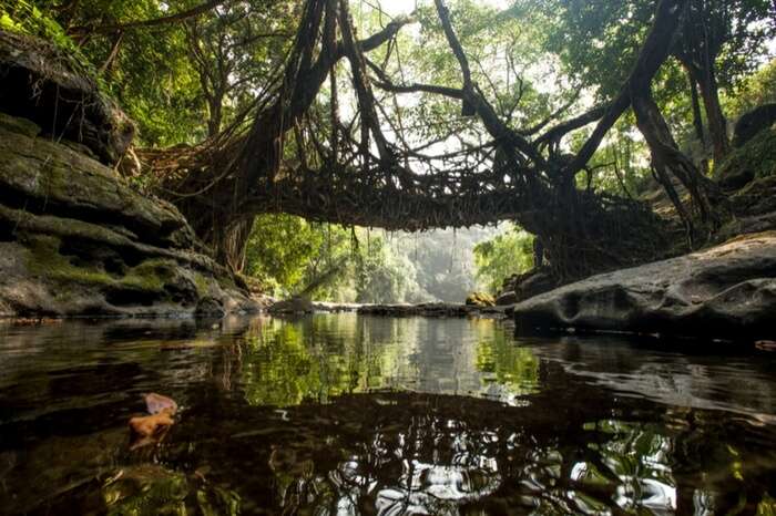 Living Root Bridge hanging over a stream in Shillong