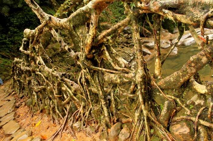 The formidable rubber tree roots that make Living Root Bridges