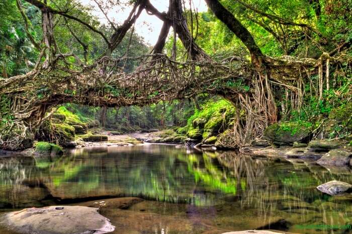 Living Root Bridge making a pleasant sight on a bright day