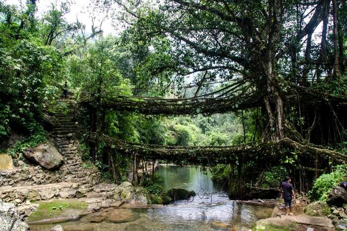 A view of the double decker living root bridge at Cherrapunji