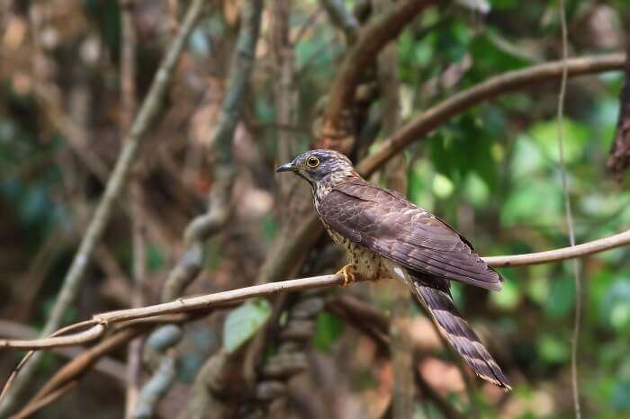 A picture of the Hodgson's Hawk Cuckoo