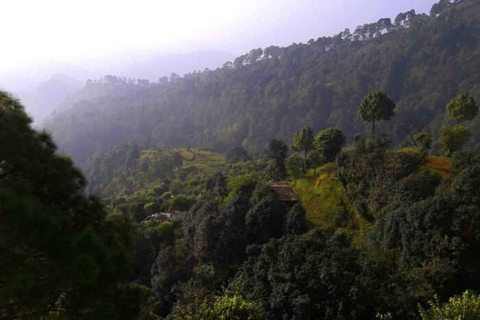 Hills and pine trees in Lansdowne