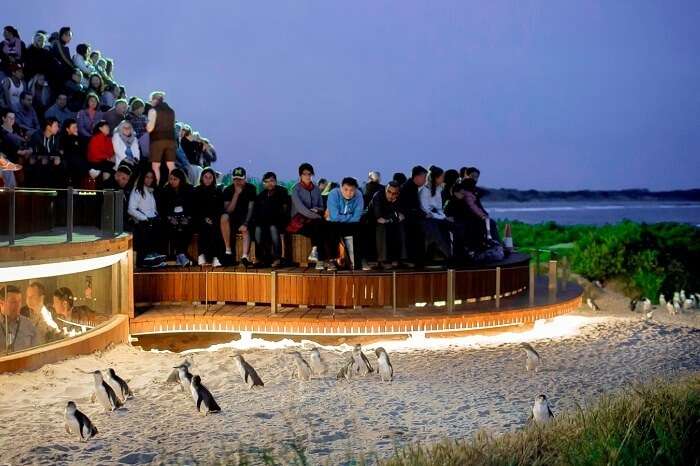 Tourists watching the penguin parade in Phillip Island of Australia