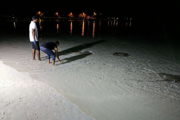 man feeding stingrays in the beach at night