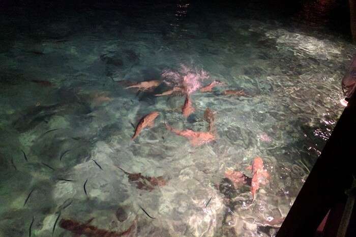 Baby sharks being fed