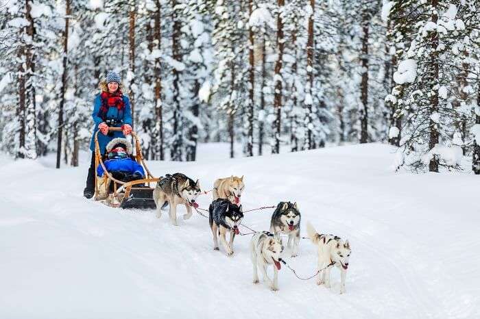 Husky dogs are pulling sledge with family at winter forest in Lapland in Finland