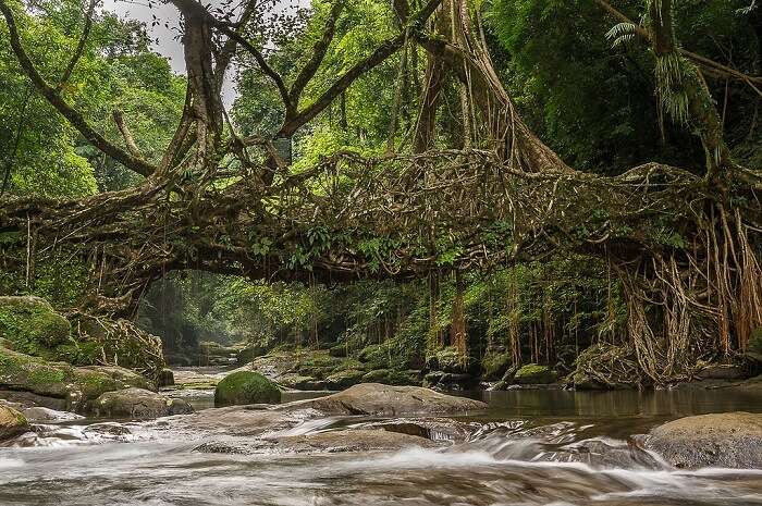 The living root bridge in Meghalaya